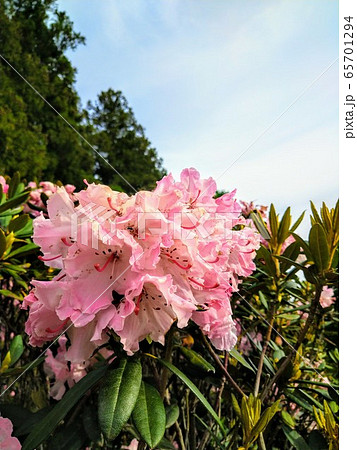 可憐なピンクの花 可憐なピンクの花 65701294