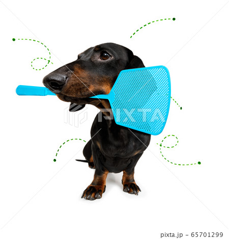 dog  with fleas, ticks or insects 65701299