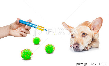 ill sick dog with illness  , coronavirus all over 65701300