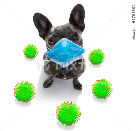 ill sick dog with illness and face mask , 65701304