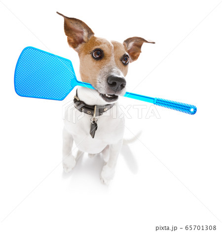 dog  with fleas, ticks or insects 65701308