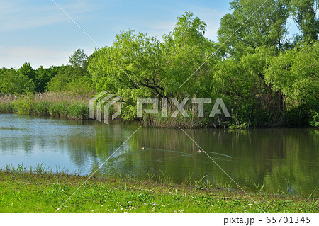 見沼田んぼ：大宮第三公園「みぬまの沼」 65701345