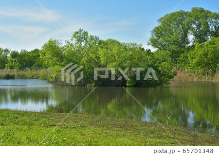 見沼田んぼ：大宮第三公園「みぬまの沼」 65701348