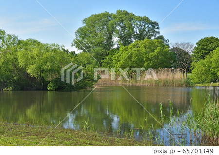 見沼田んぼ:大宮第三公園「みぬまの沼」 見沼田んぼ:大宮第三公園「みぬまの沼」 65701349
