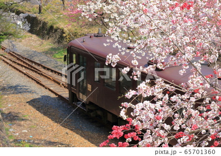 わたらせ渓谷鐵道「花桃の花をくぐり抜けて」 65701360