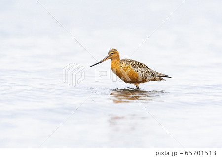 オオソリハシシギ夏羽 65701513