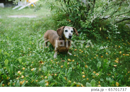 Cute oldy dachshund standing in green meadow Cute oldy dachshund standing in green meadow 65701737