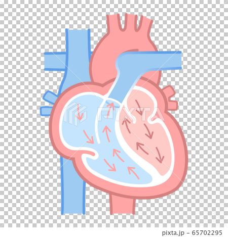 心臓のイラスト 図説 血液の流れ 文字なし のイラスト素材
