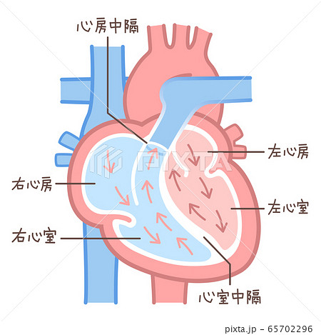 心臓のイラスト 図説 血液の流れ 文字あり のイラスト素材