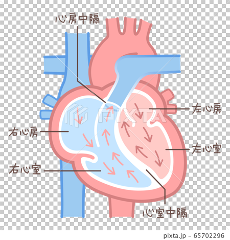 心臓のイラスト・図説（血液の流れ・文字あり） 65702296