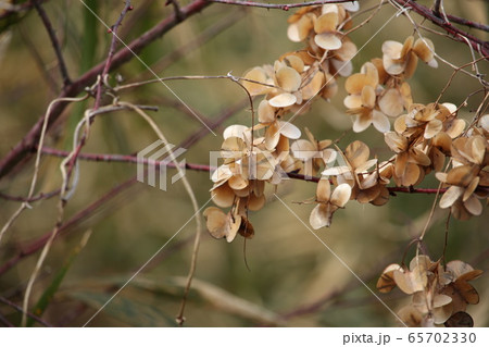 山の芋の実 山の芋の実 65702330