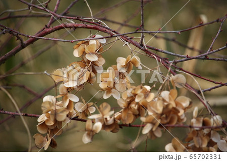 山の芋の実 山の芋の実 65702331