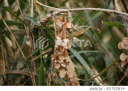 山の芋の種 65702614