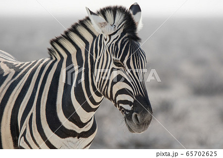 Lonaly striped zebra with curious muzzles on African savanna in dry season in dusty waterless day. Safari in Namibia. Lonaly striped zebra with curious muzzles on African savanna in dry season in dusty waterless day. Safari in Namibia. 65702625