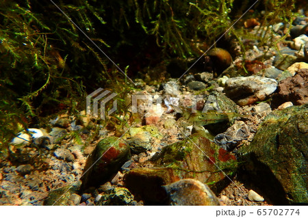 水のきれいな湧水にいるミナミヌマエビ 65702774