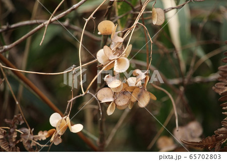 山の芋の実 山の芋の実 65702803