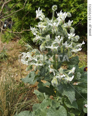 白い星型の花はボリジの花の写真素材