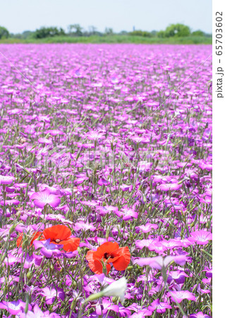 麦なでしこ 麦なでしこ 65703602