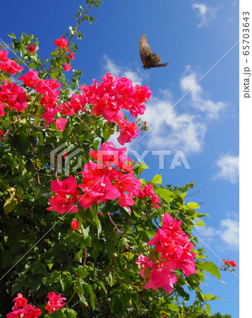 ブーゲンビリアと蝶 65703643