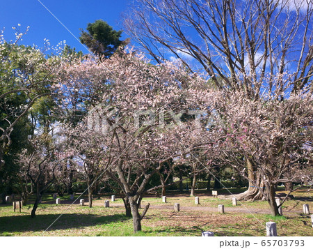 京都御苑 梅林 京都御苑 梅林 65703793