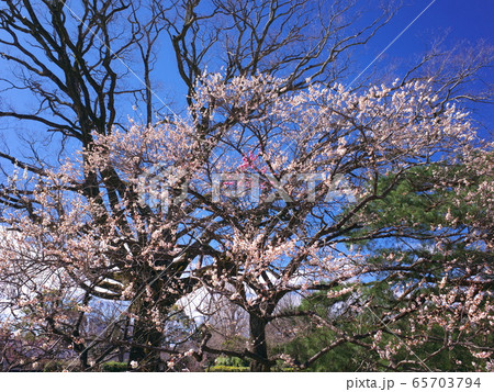 京都御苑 梅林 京都御苑 梅林 65703794