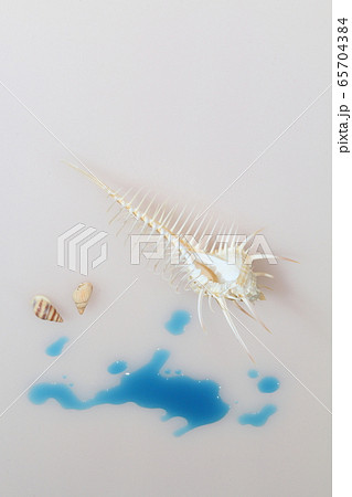 貝殻202005207d11 65704384