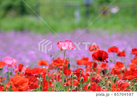 ポピー畑 65704597