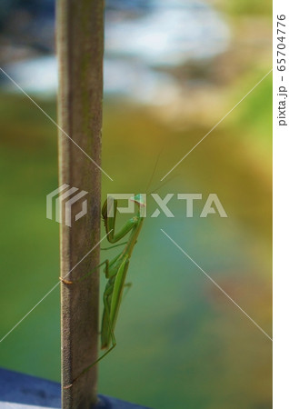 登るカマキリ 65704776