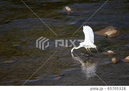 ダイサギの捕食 65705328