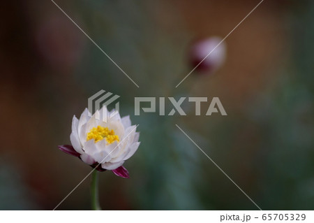 花簪 花簪 65705329