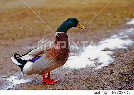残雪残る陸に上がったマガモ 65705337