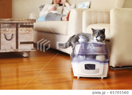 Cute cat crawling behind humidifier Cute cat crawling behind humidifier 65705560