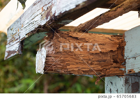 シロアリ被害の古い小屋 シロアリ被害の古い小屋 65705683