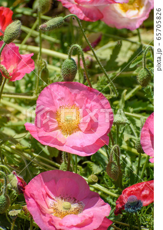 ポピーの花 ポピーの花 65705826