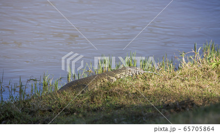 Nile monitor in Kruger National park, South Africa 65705864
