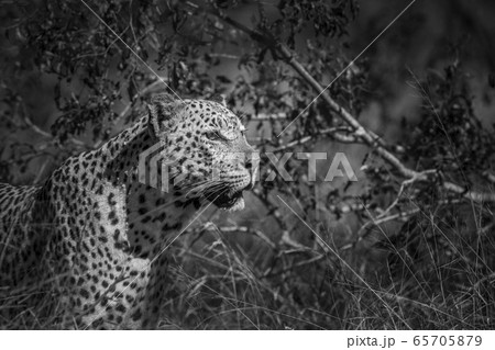 Leopard in Kruger National park, South Africa Leopard in Kruger National park, South Africa 65705879