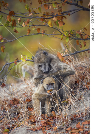 Chacma baboon in Kruger National park, South Chacma baboon in Kruger National park, South 65705896
