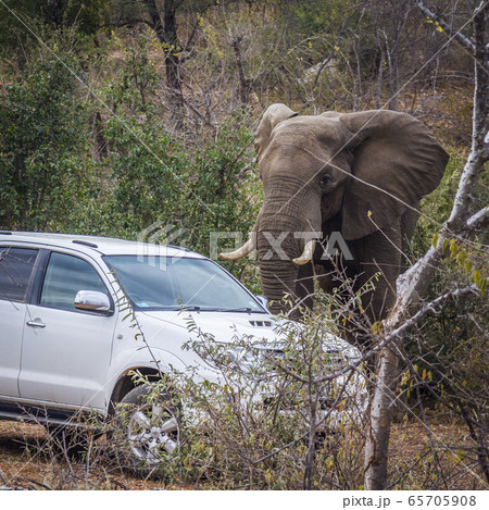 African bush elephant in Kruger National park, 65705908