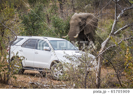 African bush elephant in Kruger National park, African bush elephant in Kruger National park, 65705909