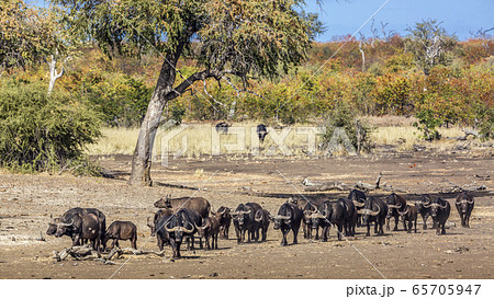 African buffalo in Kruger National park, South 65705947