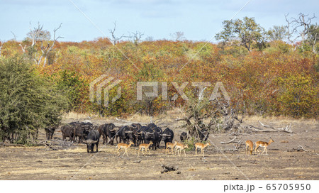 African buffalo in Kruger National park, South African buffalo in Kruger National park, South 65705950