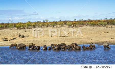 African buffalo in Kruger National park, South African buffalo in Kruger National park, South 65705951