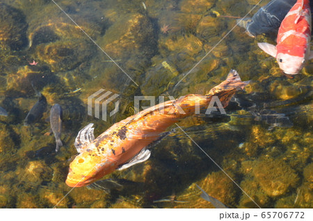 ニシキゴイ（徳川園／愛知県名古屋市東区徳川町） 65706772