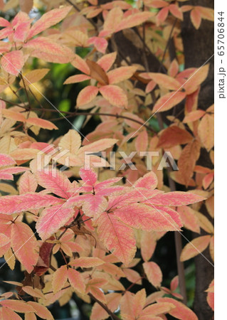 メグスリの木の紅葉 65706844