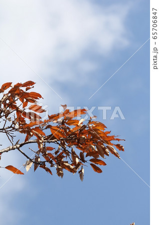 アベマキの紅葉 アベマキの紅葉 65706847