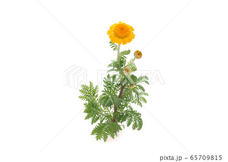 オレンジカモミール 65709815