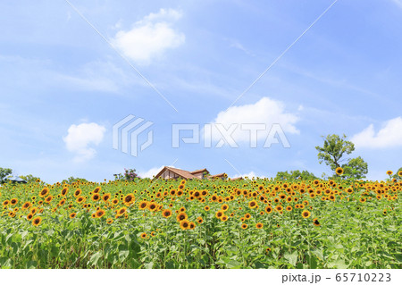 大阪・ハーベストの丘・夏・ひまわり 65710223