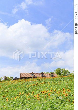大阪・ハーベストの丘・夏・ひまわり 65710229