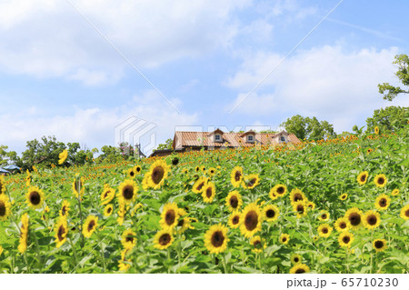 大阪・ハーベストの丘・夏・ひまわり 65710230