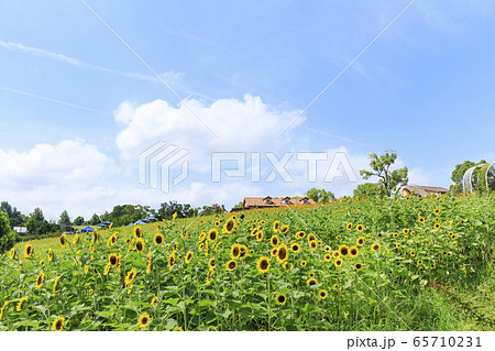 大阪・ハーベストの丘・夏・ひまわり 65710231
